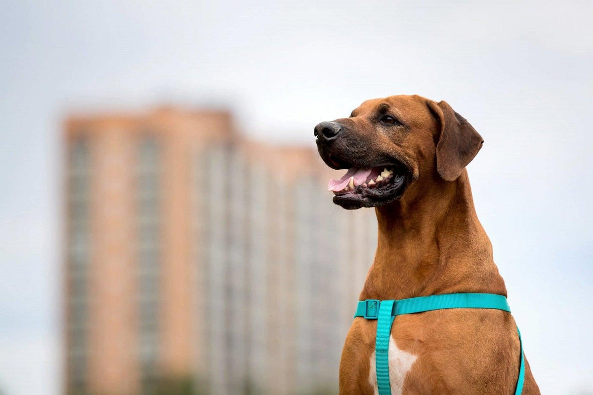 How to Put on a Dog Harness in 7 Simple Steps?