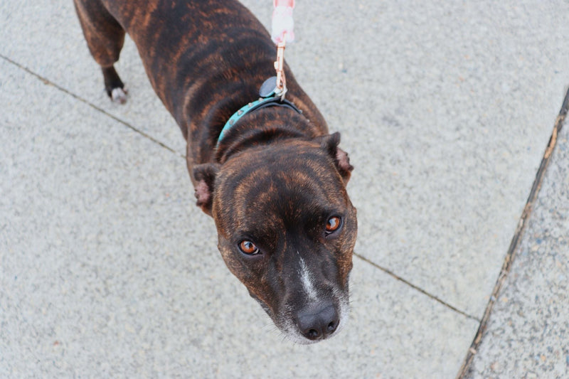 Leash Length and Dog Behavior: How Walking Equipment Changes Exploration