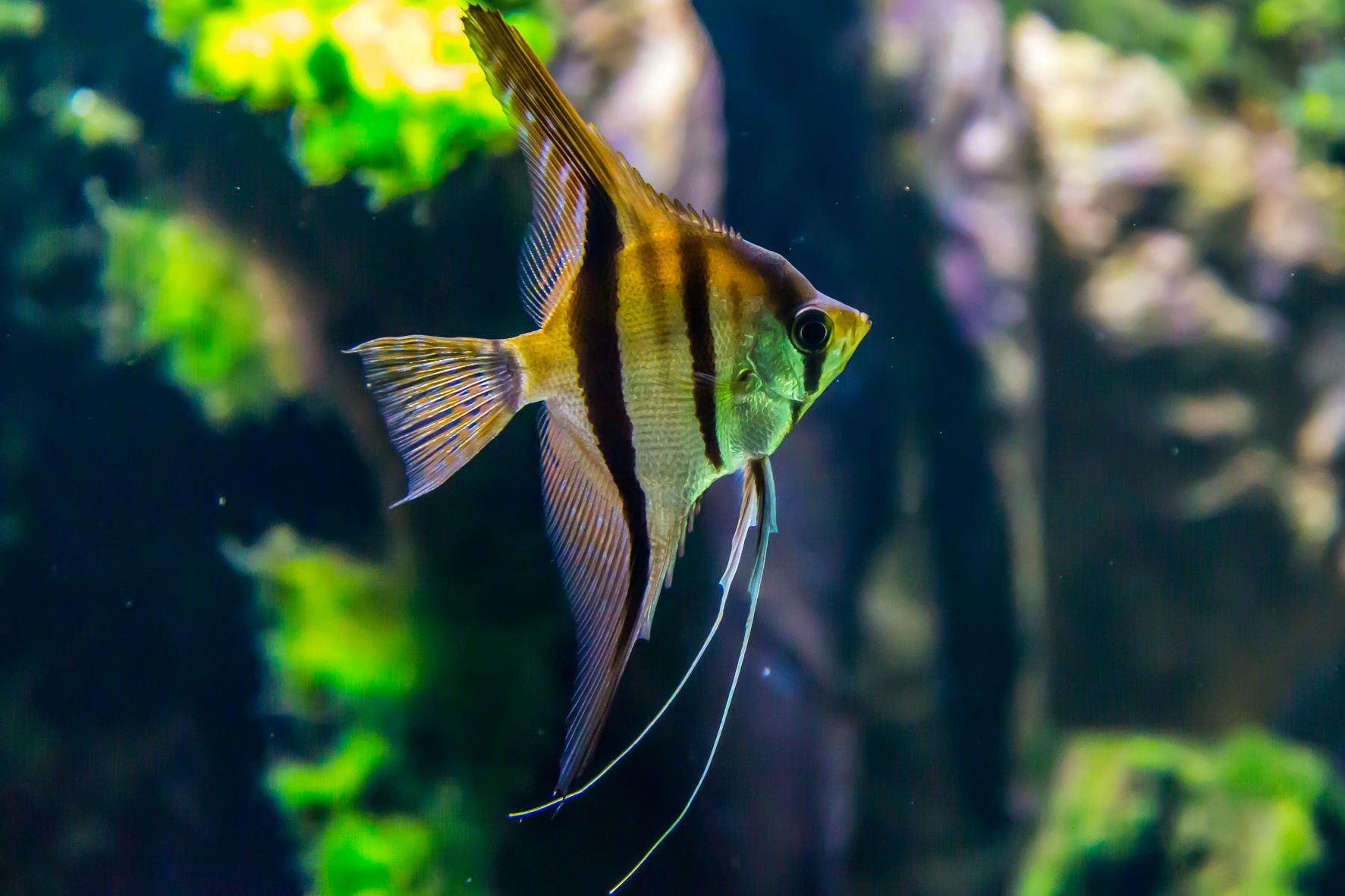 Ultimate Guide to Pet Fish Care: Essential Do's and Don'ts for a Thriv ...