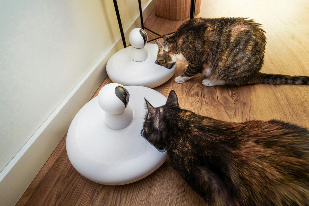 How to Train Your Pet to Use an Automatic Feeder Safely and Effectively”