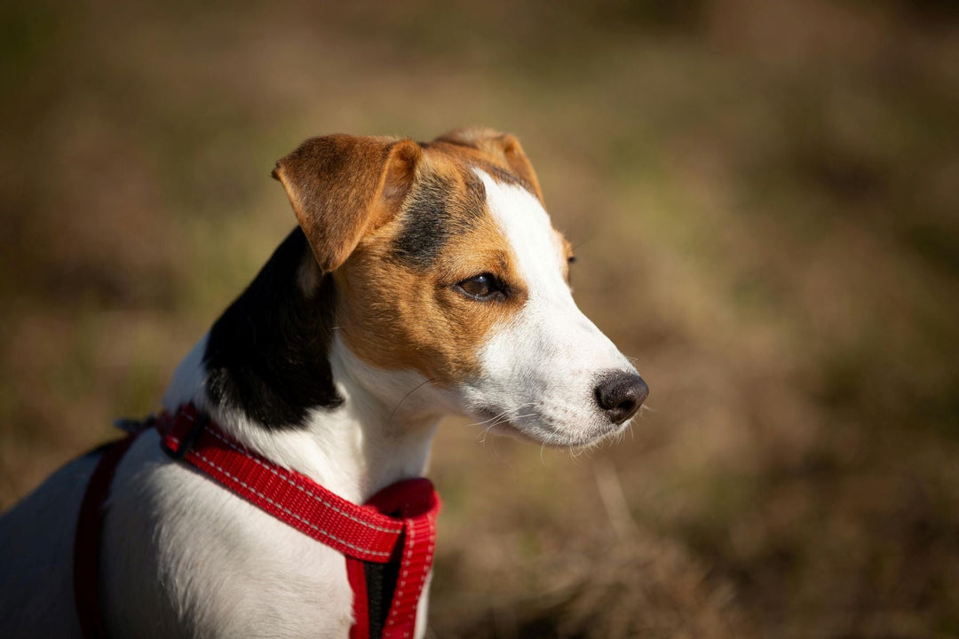 How to Choose the Right Pet Harness vs Collar: Safety Guide for Dog Owners