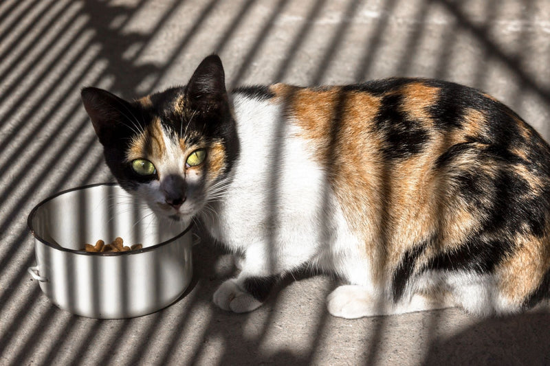 Raised Bowls, Slow Feeders and Flat Bowls: Does Bowl Design Change Mealtime?