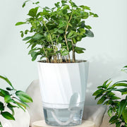 Self-watering transparent planter, view 8 - MRSLM