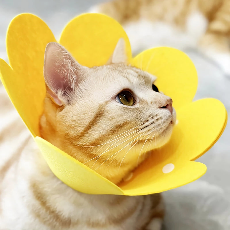 flower pet collar, view 3 - MRSLM