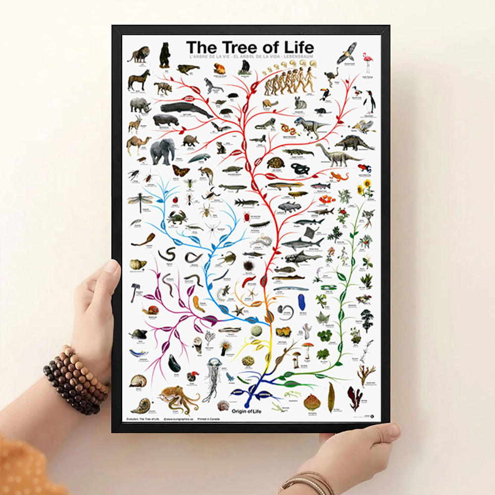 Evolution Tree Of Life Poster Educational Biology Science Chart For Home Wall Decor Novelty Print For Classrooms Offices