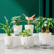 Self-watering transparent planter, view 4 - MRSLM