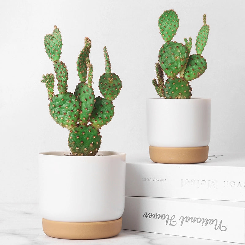 double-layer self-watering succulent plant pot, view 4 - MRSLM