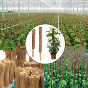 Coir moss stick for indoor plants, view 4 - MRSLM