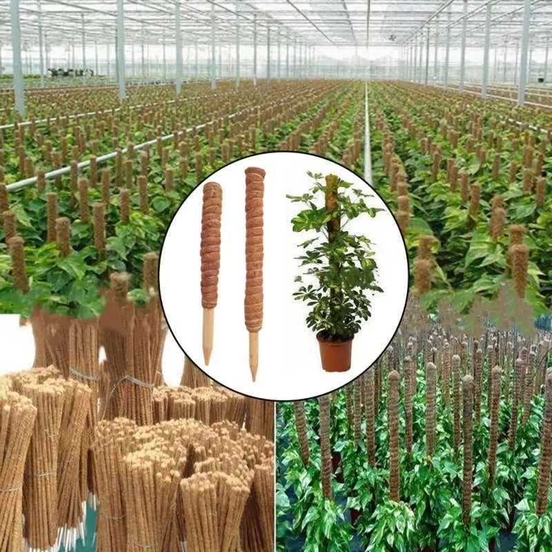 Coir moss stick for indoor plants, view 4 - MRSLM
