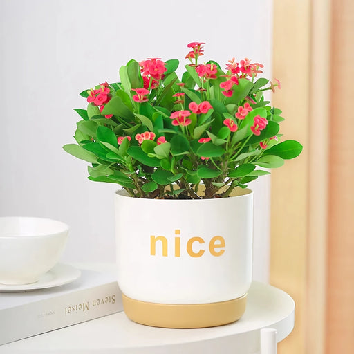 modern self watering planters - MRSLM
