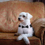 dog tuxedo with bow-tie, view 5 - MRSLM