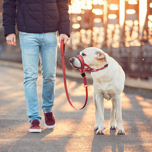 reflective dog muzzle and leash set - MRSLM