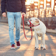 reflective dog muzzle and leash set, view 5 - MRSLM