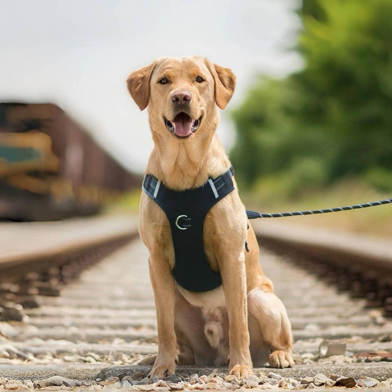 reflective dog harness and leash set - MRSLM