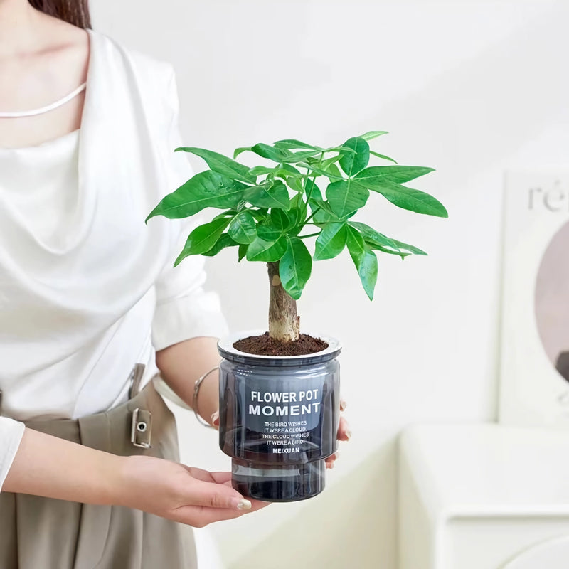 self-watering transparent succulent planter, view 7 - MRSLM