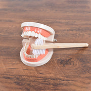 denture cleaning brush, view 4 - MRSLM