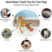 Bite-resistant squeaky chew toy for dogs, view 4 - MRSLM