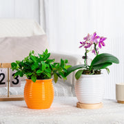 self-watering succulent flower vase, view 6 - MRSLM