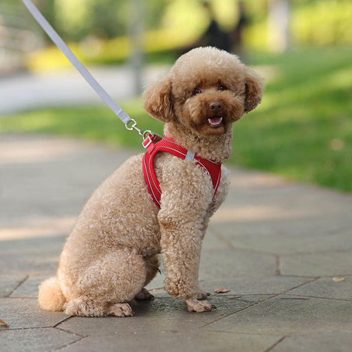 mesh harness and leash set - MRSLM