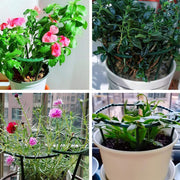 greenhouse plant support frame, view 9 - MRSLM