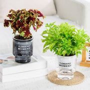self-watering transparent succulent planter - MRSLM