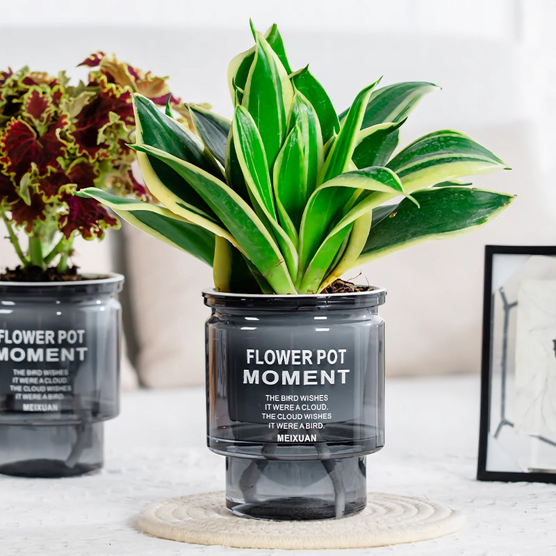 self-watering transparent succulent planter, view 5 - MRSLM