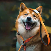 adjustable slip lead dog leash, view 5 - MRSLM