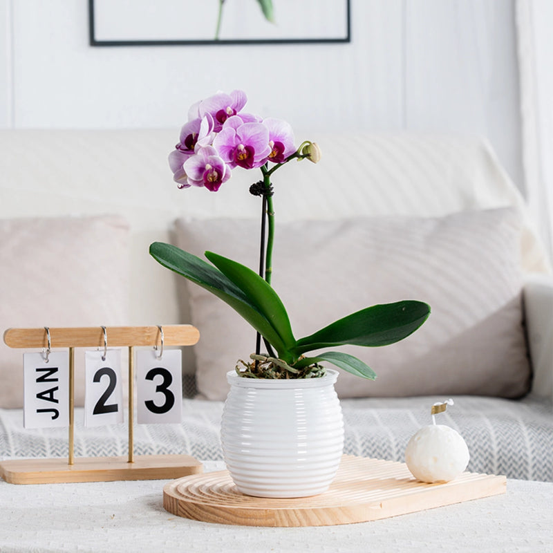 self-watering succulent flower vase, view 5 - MRSLM