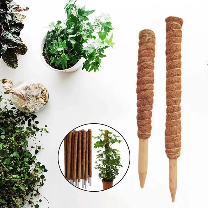 Coir moss stick for indoor plants - MRSLM