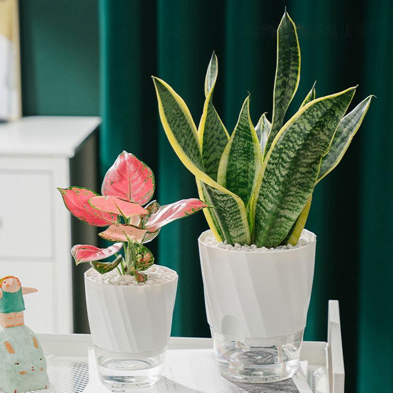 Self-watering transparent planter - MRSLM