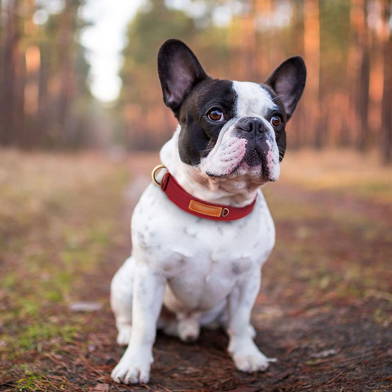 padded nylon dog collar - MRSLM