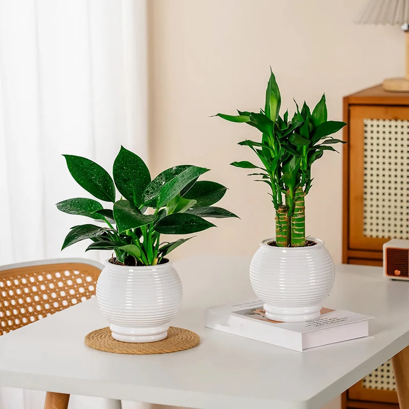 self-watering succulent planter, view 7 - MRSLM