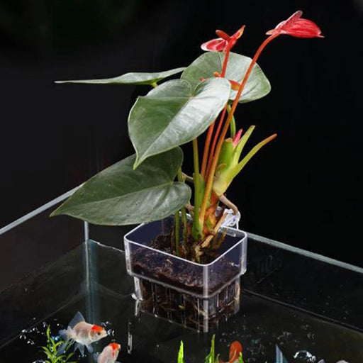 aquarium planting basket - MRSLM