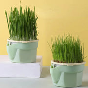 Cat grass growing cup - MRSLM