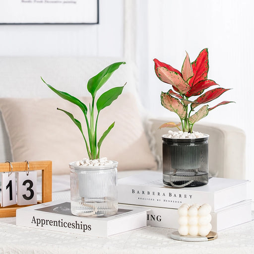 transparent self-watering succulent planter - MRSLM