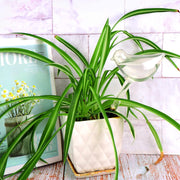 automatic self-watering globe, view 3 - MRSLM