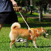 dog harness and retractable leash set, view 4 - MRSLM