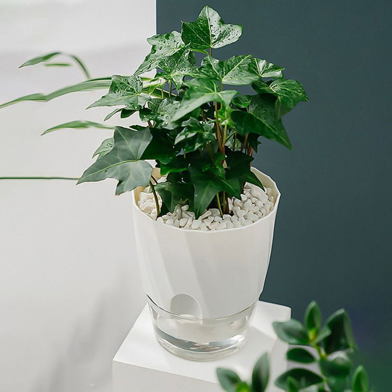 Self-watering transparent planter, view 7 - MRSLM
