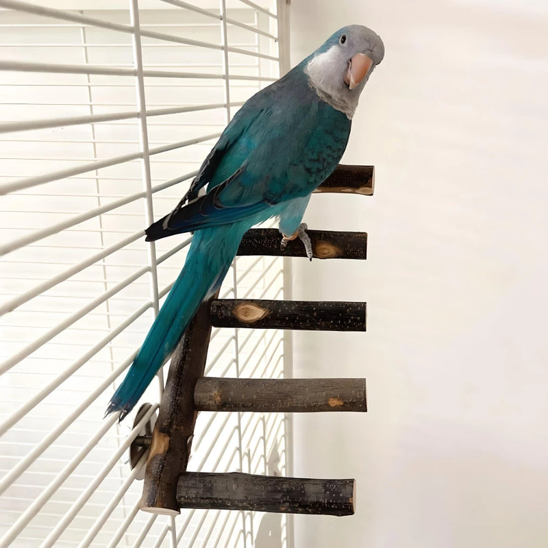 apple wood bird perch and chew toy, view 3 - MRSLM
