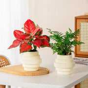 Self-watering hydroponic plant pot - MRSLM