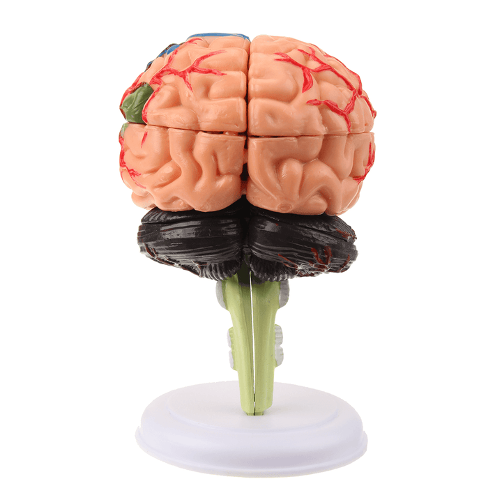 Human Brain Medical Model 4D Disassembled Anatomical School Educational Teaching Tool - MRSLM