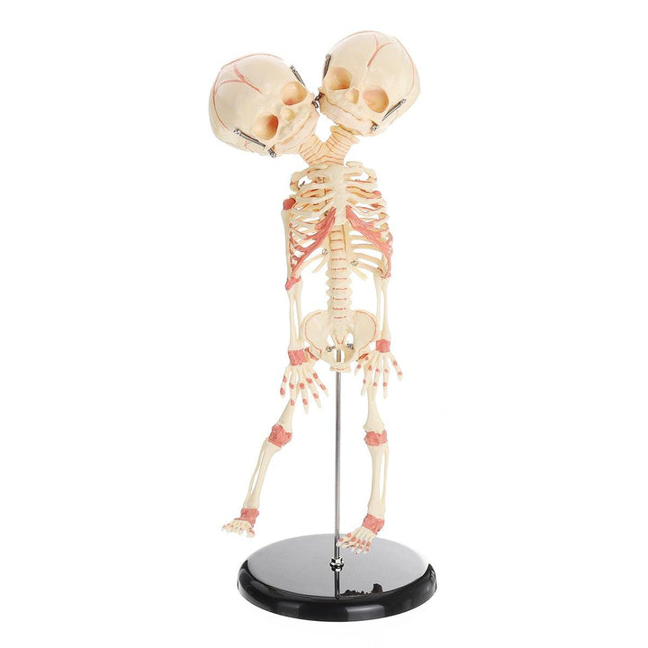 Double Head Baby Anatomy Skull Skeleton Anatomical Brain Anatomy Education Medical Model - MRSLM